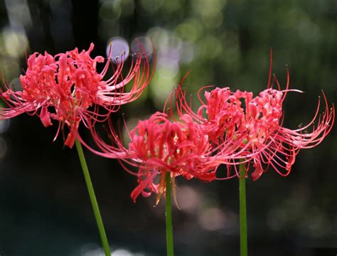 彼岸花有幾種顏色|彼岸花花語 